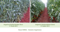 Organicul Microbial Fertilizer Tomato Application
