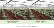 Organicul Microbial Fertilizer Zucchini Application