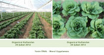 Organicul Microbial Fertilizer Lettuce Application