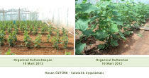 Organicul Microbial Fertilizer Cucumber Application